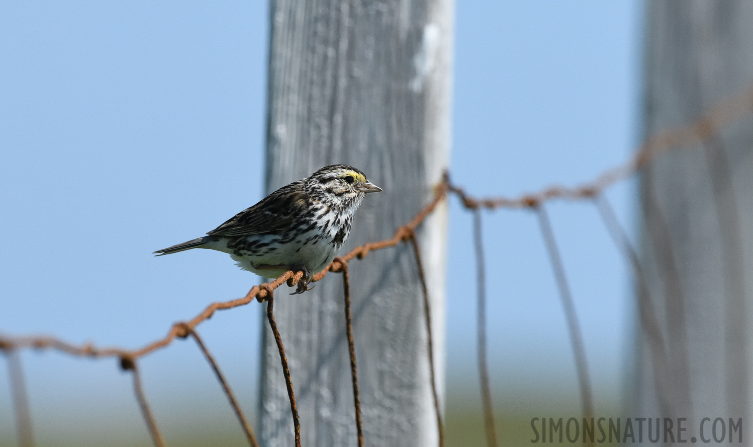 Passerculus sandwichensis labradorius [400 mm, 1/5000 sec at f / 8.0, ISO 1600]